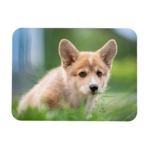 Cutest Baby Animals Corgi Puppy in the Yard Magnet