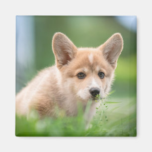 Cutest Baby Animals   Corgi Puppy in the Yard Magnet