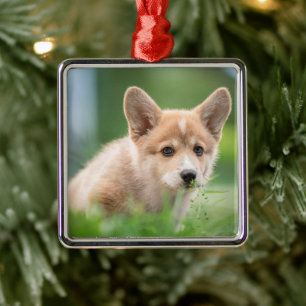 Cutest Baby Animals Corgi Puppy in the Yard Metal Ornament