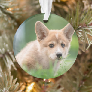 Cutest Baby Animals   Corgi Puppy in the Yard Ornament