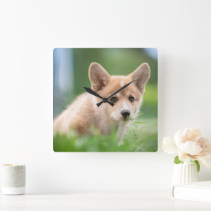 Cutest Baby Animals   Corgi Puppy in the Yard Square Wall Clock