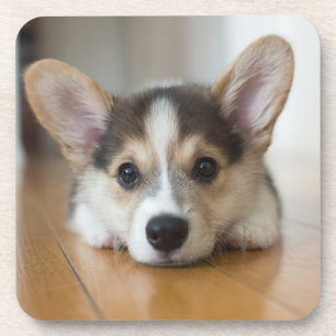 Cutest Baby Animals   Corgi Puppy Looking Coaster