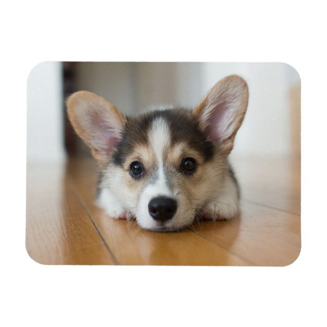 Cutest Baby Animals | Corgi Puppy Looking Magnet (Horizontal)