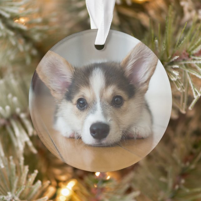 Cutest Baby Animals | Corgi Puppy Looking Ornament (Tree)
