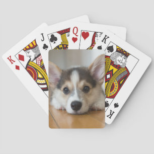 Cutest Baby Animals   Corgi Puppy Looking Playing Cards