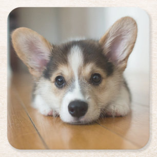 Cutest Baby Animals   Corgi Puppy Looking Square Paper Coaster
