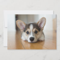 Cutest Baby Animals | Corgi Puppy Looking
