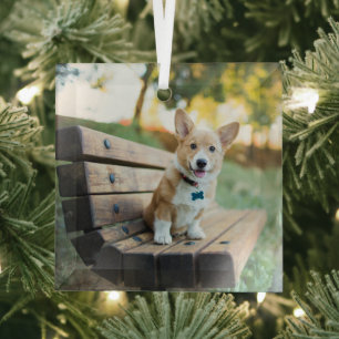 Cutest Baby Animals   Corgi Puppy on a Park Bench Glass Tree Decoration