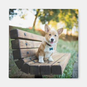 Cutest Baby Animals Corgi Puppy on a Park Bench Magnet