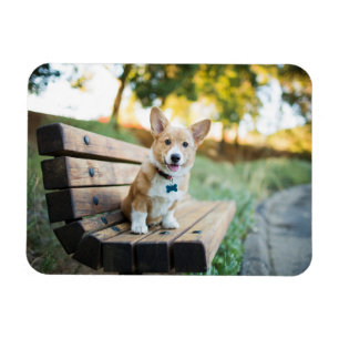 Cutest Baby Animals Corgi Puppy on a Park Bench Magnet