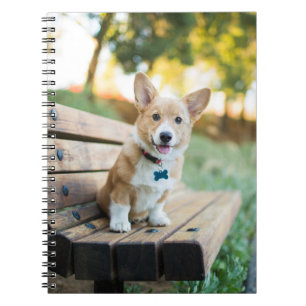 Cutest Baby Animals   Corgi Puppy on a Park Bench Notebook