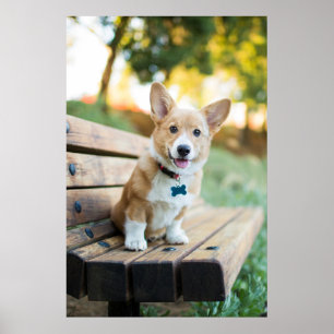 Cutest Baby Animals   Corgi Puppy on a Park Bench Poster