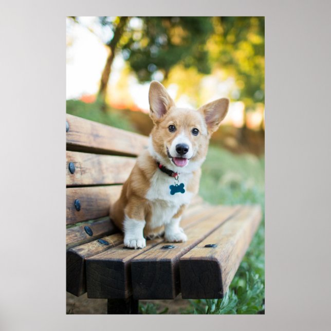 Cutest Baby Animals | Corgi Puppy on a Park Bench Poster (Front)