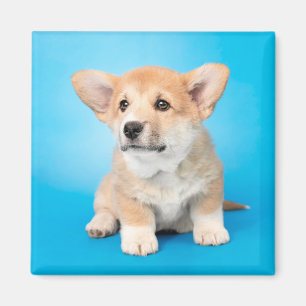 Cutest Baby Animals   Corgi Puppy on Blue Magnet