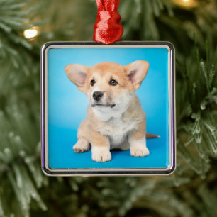 Cutest Baby Animals Corgi Puppy on Blue Metal Ornament