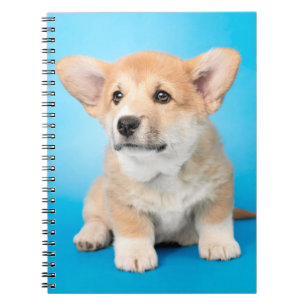Cutest Baby Animals   Corgi Puppy on Blue Notebook