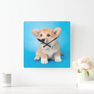 Cutest Baby Animals   Corgi Puppy on Blue Square Wall Clock
