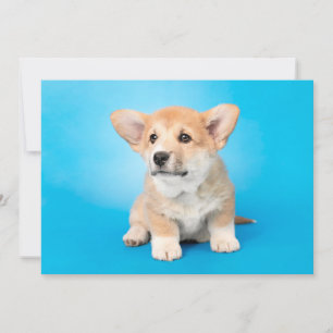 Cutest Baby Animals   Corgi Puppy on Blue Thank You Card