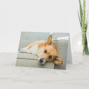 Cutest Baby Animals   Corgi Puppy on Couch Card