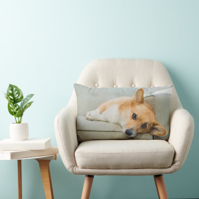Cutest Baby Animals | Corgi Puppy on Couch Lumbar Cushion (Chair)