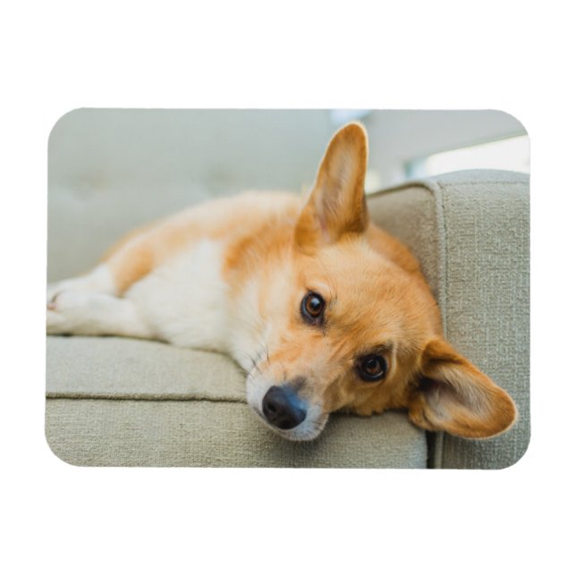 Cutest Baby Animals | Corgi Puppy on Couch Magnet (Horizontal)