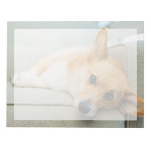Cutest Baby Animals Corgi Puppy on Couch Notepad
