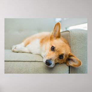 Cutest Baby Animals Corgi Puppy on Couch Poster