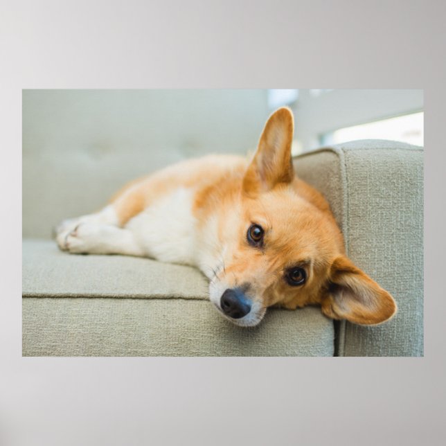 Cutest Baby Animals | Corgi Puppy on Couch Poster (Front)