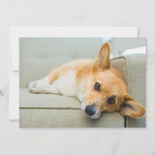 Cutest Baby Animals Corgi Puppy on Couch Thank You Card