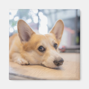 Cutest Baby Animals   Corgi Puppy on Floor Magnet