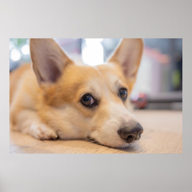 Cutest Baby Animals | Corgi Puppy on Floor Poster (Front)