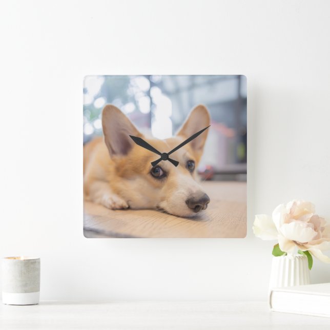 Cutest Baby Animals | Corgi Puppy on Floor Square Wall Clock (Home)