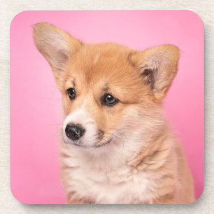 Cutest Baby Animals Corgi Puppy on Pink Coaster