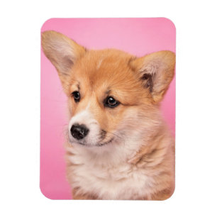 Cutest Baby Animals Corgi Puppy on Pink Magnet