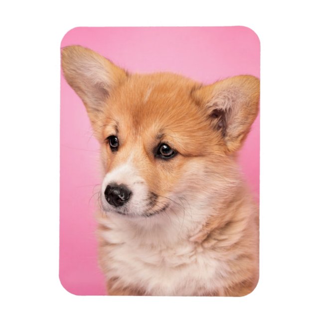 Cutest Baby Animals | Corgi Puppy on Pink Magnet (Vertical)