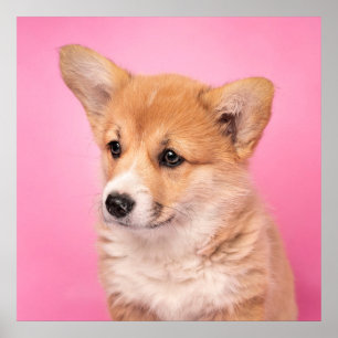 Cutest Baby Animals   Corgi Puppy on Pink Poster