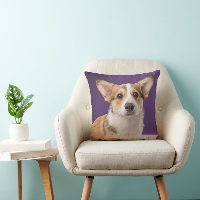 Cutest Baby Animals | Corgi Puppy on Purple Cushion (Chair)