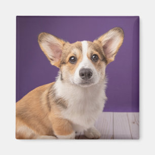 Cutest Baby Animals   Corgi Puppy on Purple Magnet