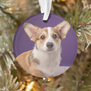 Cutest Baby Animals   Corgi Puppy on Purple Ornament