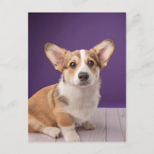 Cutest Baby Animals   Corgi Puppy on Purple Postcard