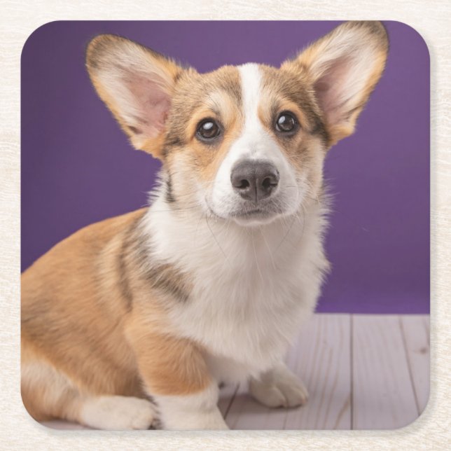 Cutest Baby Animals | Corgi Puppy on Purple Square Paper Coaster (Front)