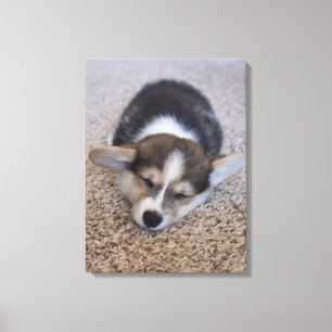 Cutest Baby Animals Corgi Puppy on Shag Rug Canvas Print