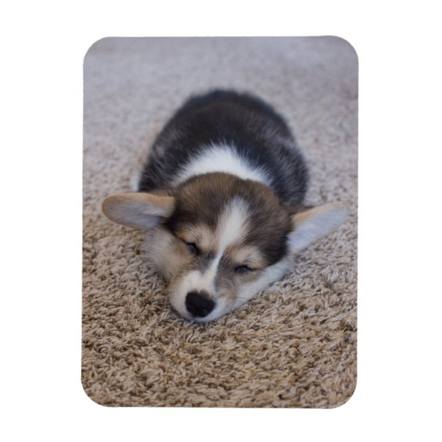 Cutest Baby Animals | Corgi Puppy on Shag Rug Magnet (Vertical)