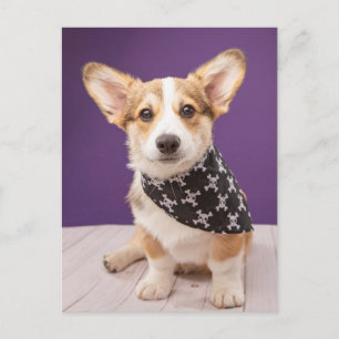 Cutest Baby Animals   Corgi Puppy Skull Bandanna Postcard