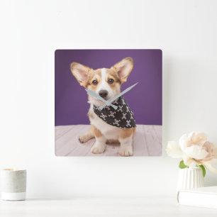 Cutest Baby Animals   Corgi Puppy Skull Bandanna Square Wall Clock