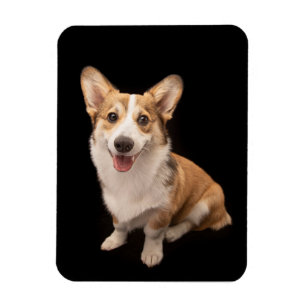 Cutest Baby Animals Corgi Puppy Smile Magnet