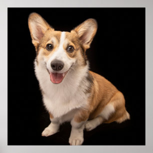 Cutest Baby Animals   Corgi Puppy Smile Poster