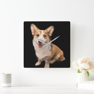 Cutest Baby Animals   Corgi Puppy Smile Square Wall Clock