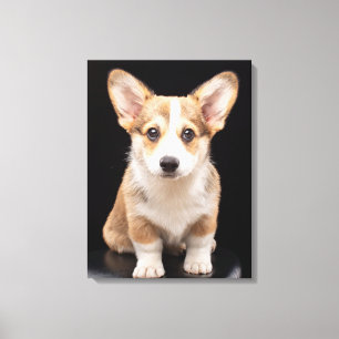 Cutest Baby Animals Corgi Puppy Standing Tall Canvas Print