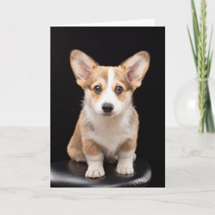 Cutest Baby Animals   Corgi Puppy Standing Tall Card